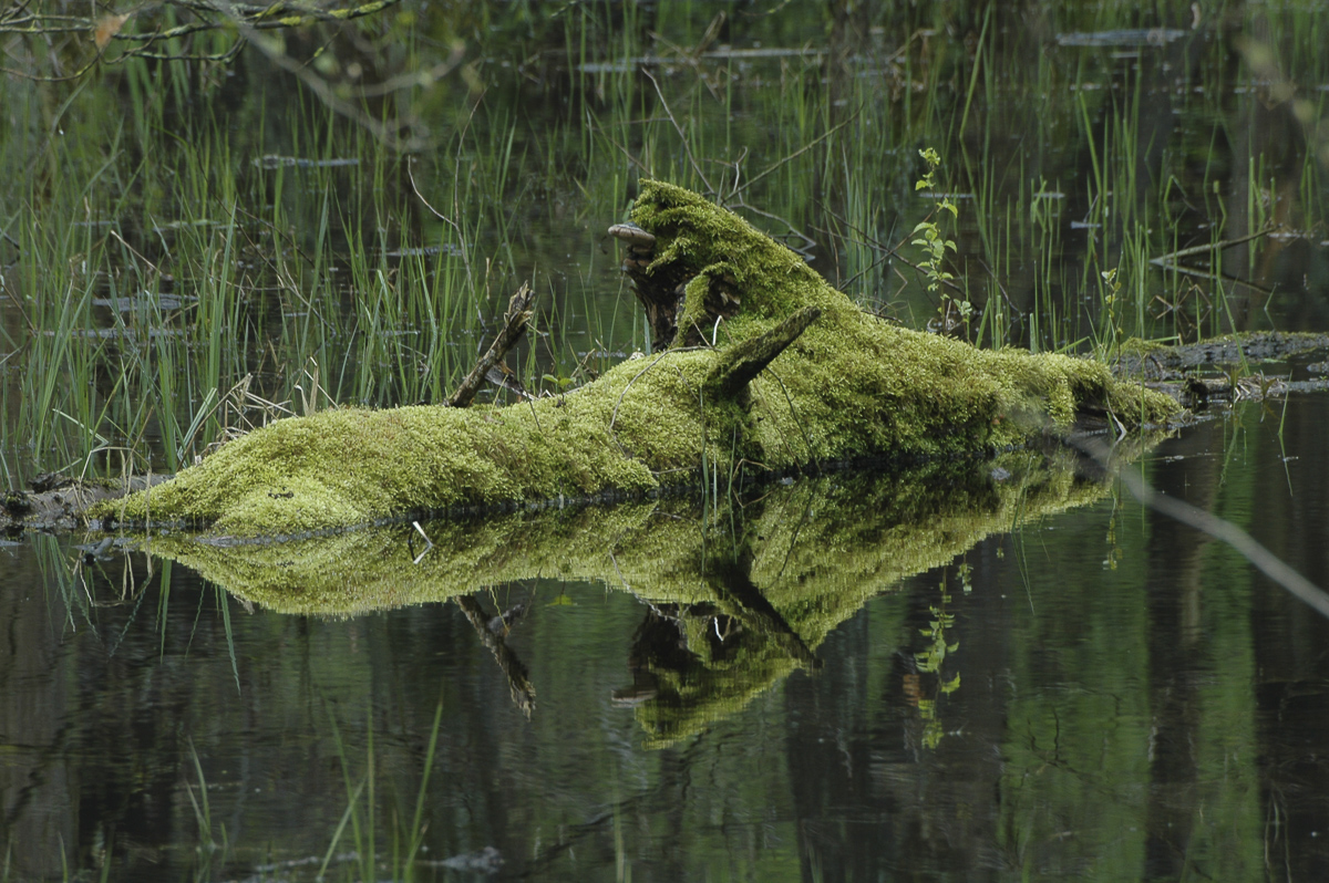 Welche Gefühle löst ein Kompliment aus?